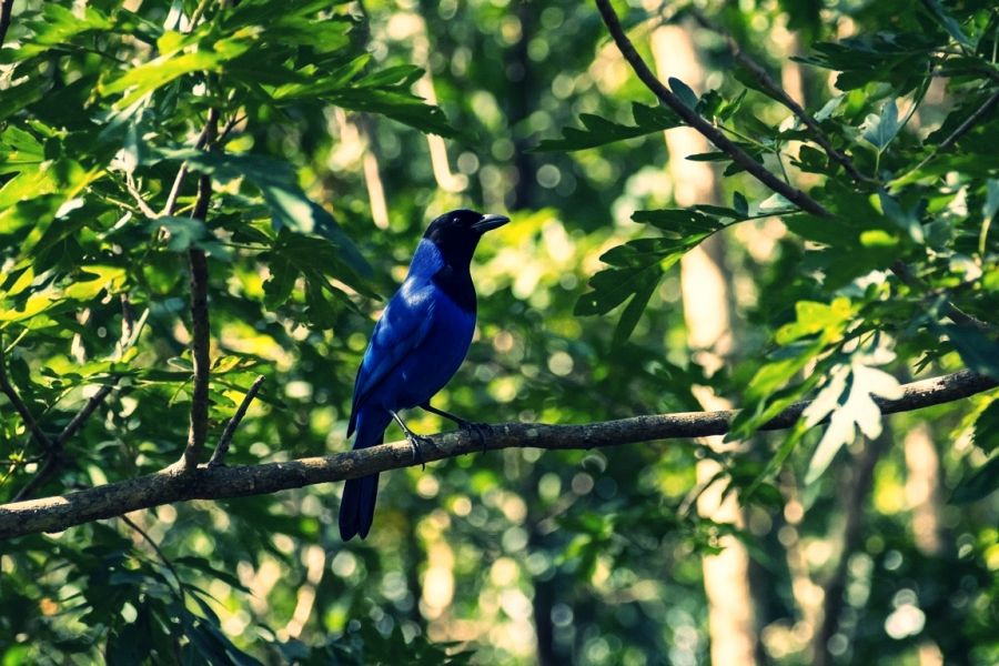 Parque Estadual Pico do Marumbi – Berço do Montanhismo Esportivo Brasileiro 8 gralha-azul-marumbi