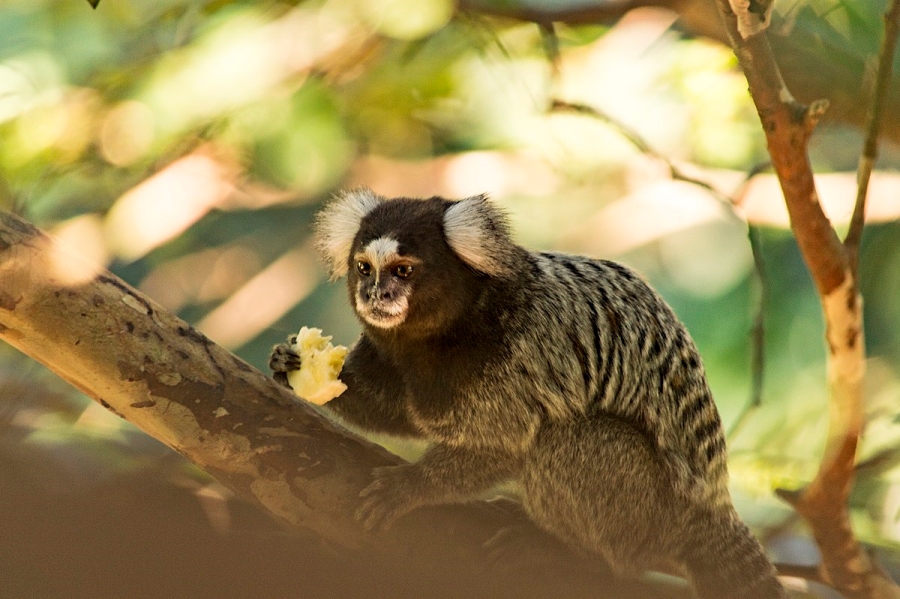 Parque Estadual da Cantareira: O Refúgio Verde na Selva de Pedra de São Paulo 6 sagui-de-tufo-branco, sagui-do-nordeste, mico-estrela ou sagui-comum