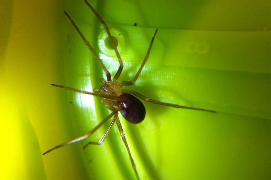 Animais Peçonhentos nas Trilhas: Como se Proteger e Agir em Caso de Encontro 10 aranha marrom