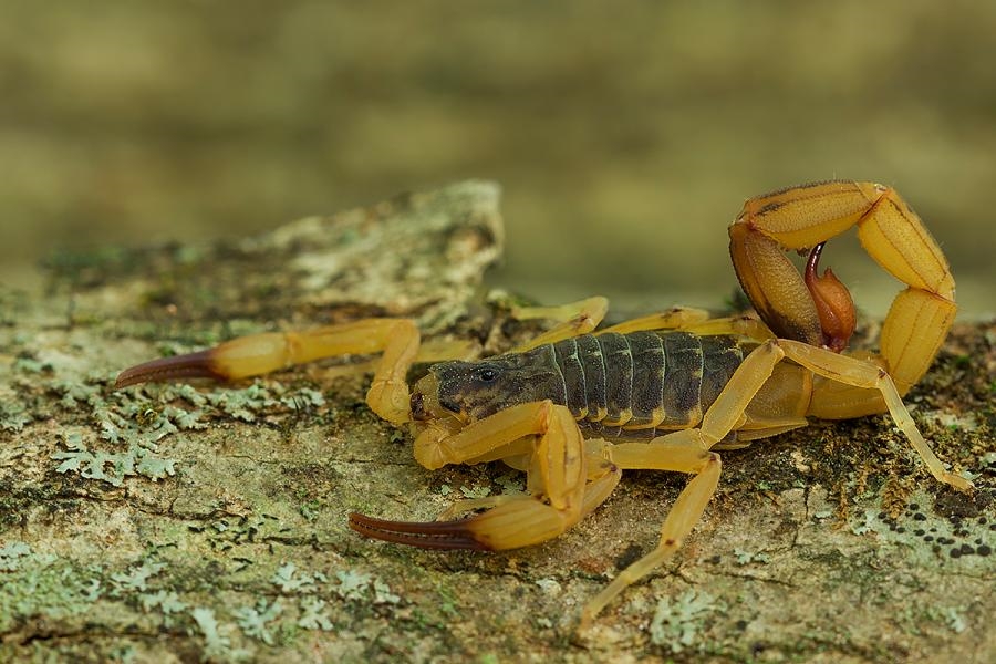 Animais Peçonhentos nas Trilhas: Como se Proteger e Agir em Caso de Encontro 11 escorpião amarelo