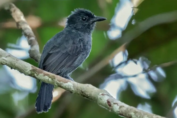 Serra Do Divisor: Um Paraíso Selvagem Pouco Conhecido No Acre 7 choca-do-acre-serra-do-divisor