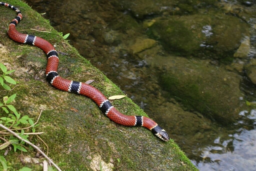 Animais Peçonhentos nas Trilhas: Como se Proteger e Agir em Caso de Encontro 7 coral-verdadeira