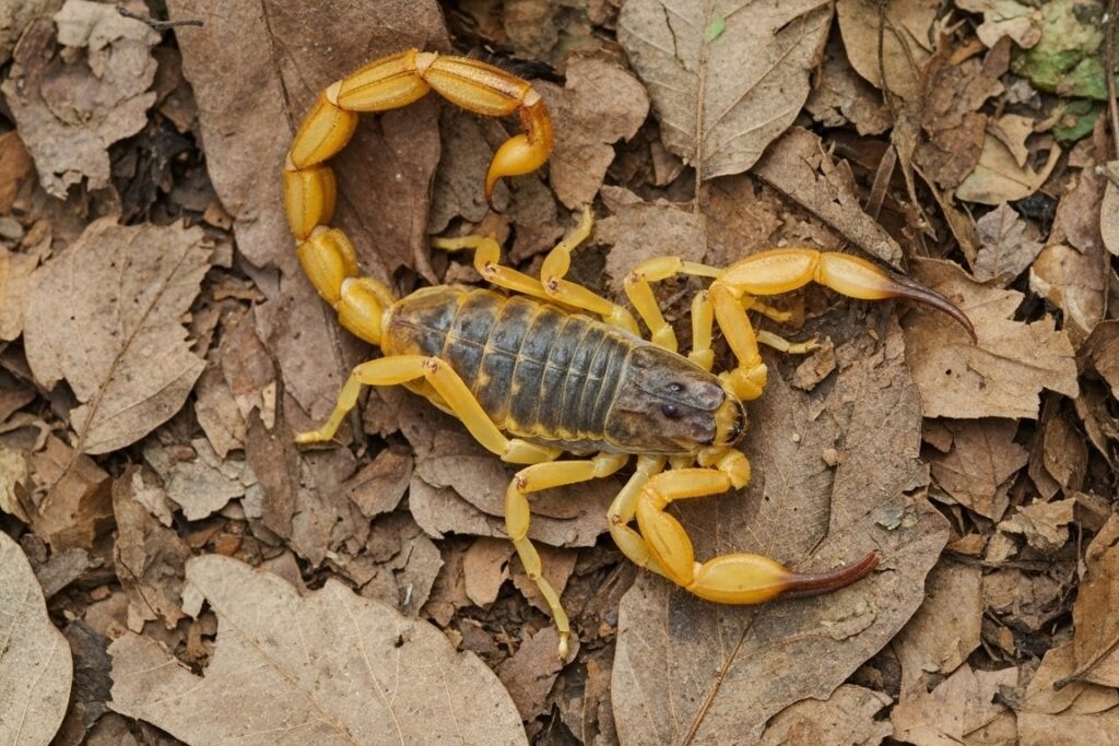 Animais Peçonhentos nas Trilhas: Como se Proteger e Agir em Caso de Encontro 11 escorpião-amarelo