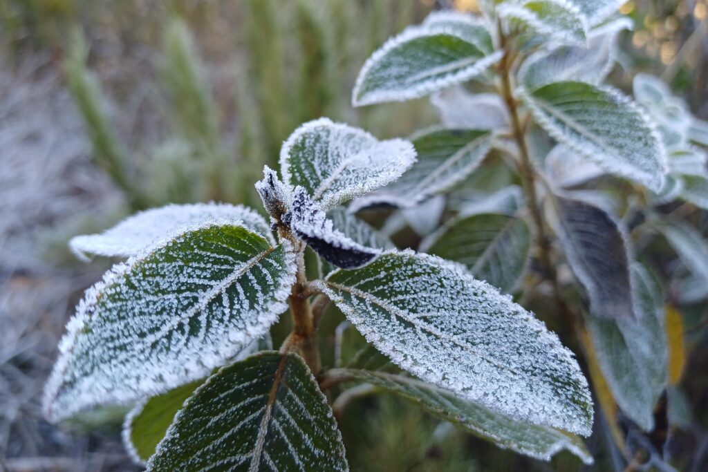 Pico da Bandeira: O Desafio de Chegar ao 3º Ponto Mais Alto do Brasil 6 pico da bandeira geada