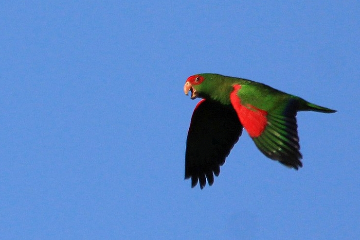 Pico Monte Negro: O Ponto Mais Alto do Rio Grande do Sul 3 Papagaio charao Arlei antunes