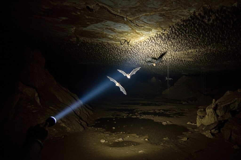 morcegos-caverna